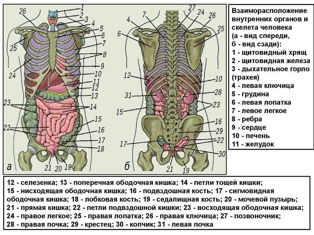 Что такое «Расписание болезней» и как оно связано с пунктом 51?