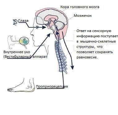Если вы испытываете головокружение, важно понять, что оно может быть связано с проблемами в вестибулярном аппарате. Эта система, отвечающая за равновесие, тесно связана с отоларингологией - областью медицины, которая занимается здоровьем уха, носа и горла (ЛОР). Головокружение часто возникает из-за нарушений в этой системе, что может привести к ощущению вращения или головокружению.