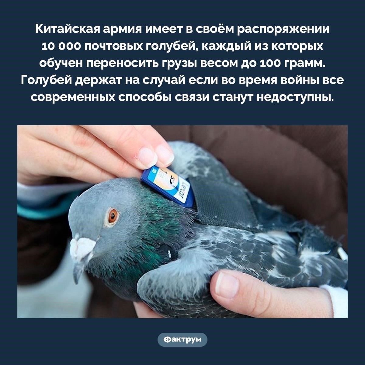 Физически солдатам приходится переносить тяжелые грузы на большие расстояния. Для развития выносливости полезно постепенно увеличивать вес и дистанцию пробежек и прогулок. Психическая выносливость предполагает такие трудности, как преодоление дискомфорта и стресса. Рекомендуется предвидеть такие ситуации, как тяжелые тренировки или необходимость беспрекословно выполнять приказы. Тренировка стойкости перед призывом в армию может облегчить этот переход.