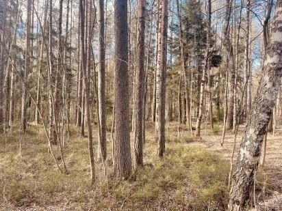 Лесная амнистия 2.0