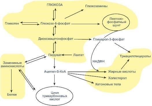 Метаболизм углеводов, жиров и белков в значительной степени зависит от наличия этих важнейших питательных веществ. В частности, витамины B2, B6 и PP вносят значительный вклад в производство энергии и функционирование нервной системы. Они играют ключевую роль в способности организма справляться со стрессом и предотвращать истощение. Прием витаминов группы В в виде БАДов оказывает положительное влияние на поддержание выносливости и когнитивных функций в условиях стресса. Российские военные, например, признают важность этих питательных веществ и используют их в специальных препаратах для поддержки солдат во время длительных миссий в суровых условиях.