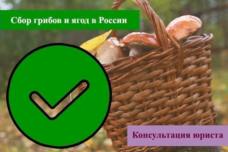 Нужно ли вам разрешение на сбор грибов и ягод?