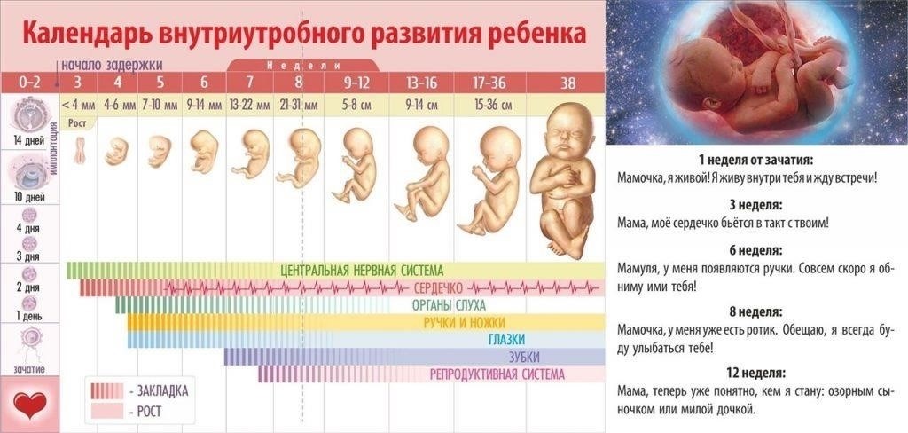 Сколько времени должно пройти между УЗИ и процедурой аборта?
